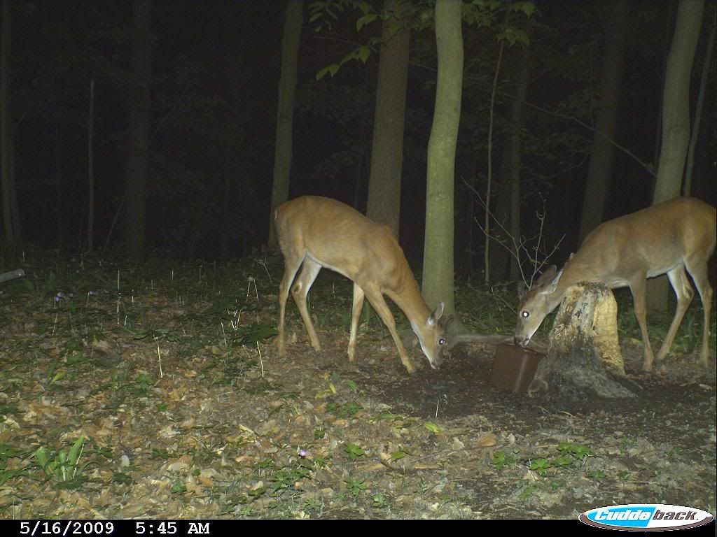Would Mineral licks for deer